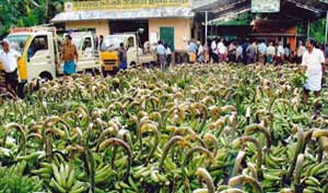 Farmer Markets