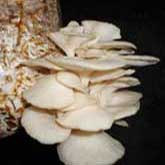 Mushroom Cultivation