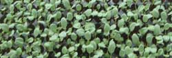 Vegetable  seedlings