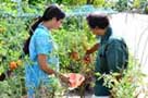 Terrace Gardening